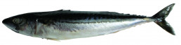 Makrela nekuchaná  400-600g  20kg VB