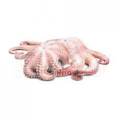 Chobotnice chlazená 300/500